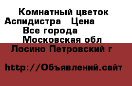 Комнатный цветок Аспидистра › Цена ­ 150 - Все города  »    . Московская обл.,Лосино-Петровский г.